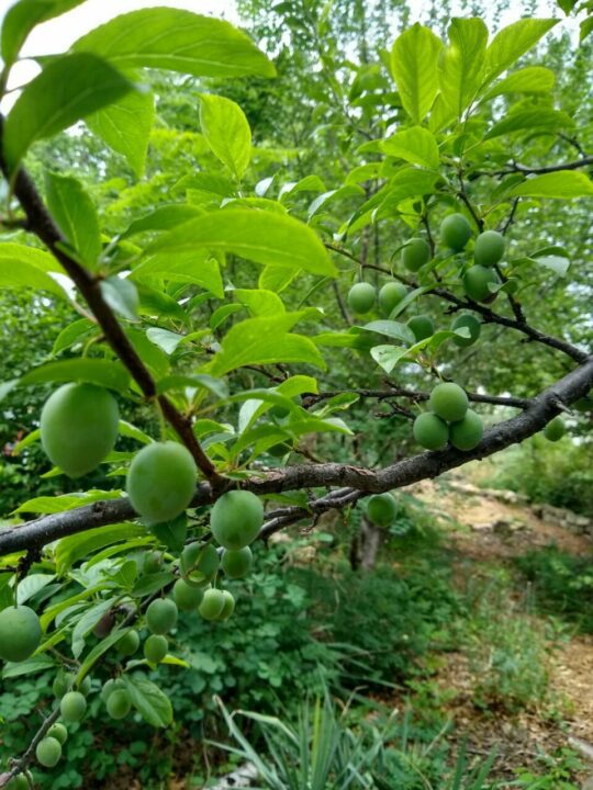 Tree with fruit