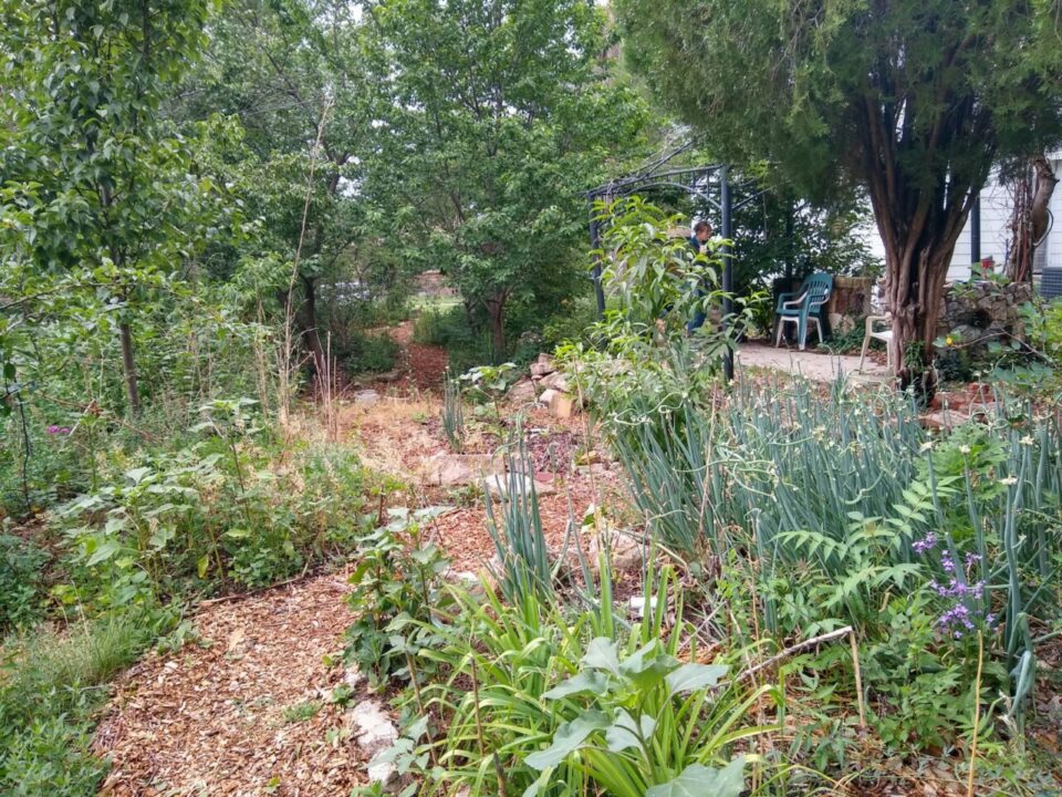 Yard with native plantings.